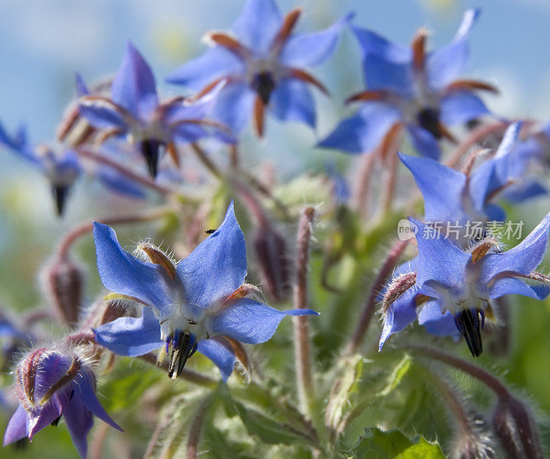 琉璃苣(Borago officinalis)